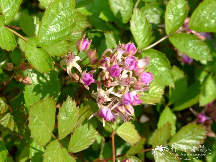 高丽悬钩子Rubus coreanus 高丽悬钩子Rubus coreanus