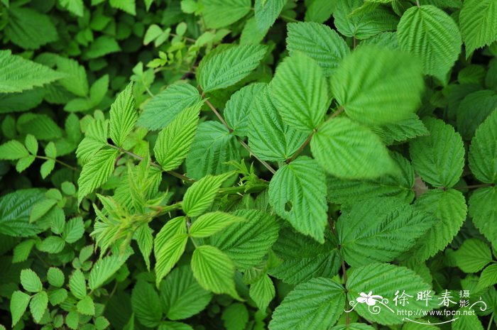高丽悬钩子Rubus coreanus 高丽悬钩子Rubus coreanus