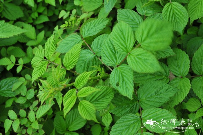 高丽悬钩子Rubus coreanus