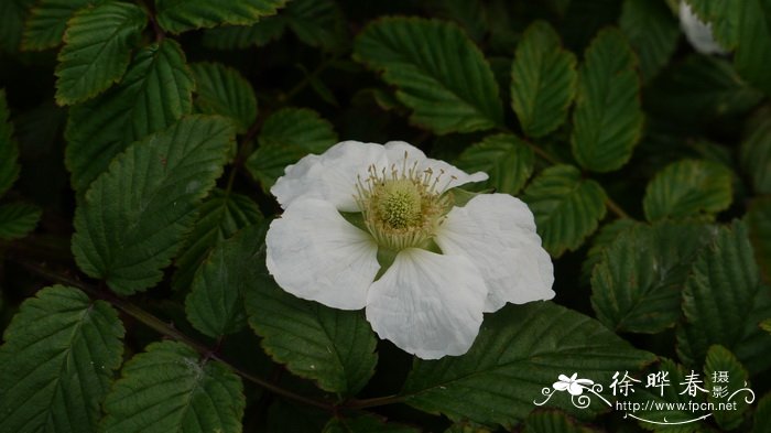 大红泡Rubus eustephanos 大红泡Rubus eustephanos