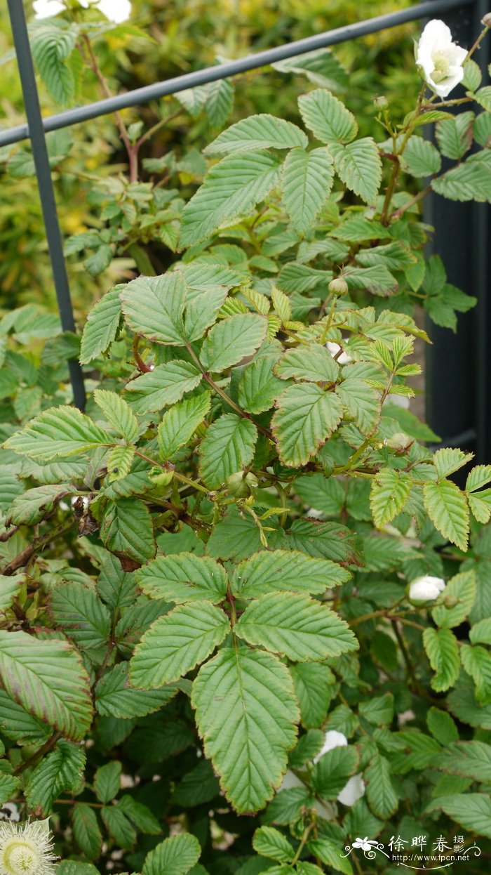 大红泡Rubus eustephanos 大红泡Rubus eustephanos