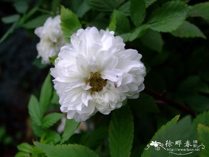 重瓣蔷薇莓Rubus rosaefolius var. coronarius 重瓣蔷薇莓Rubus rosaefolius var. coronarius