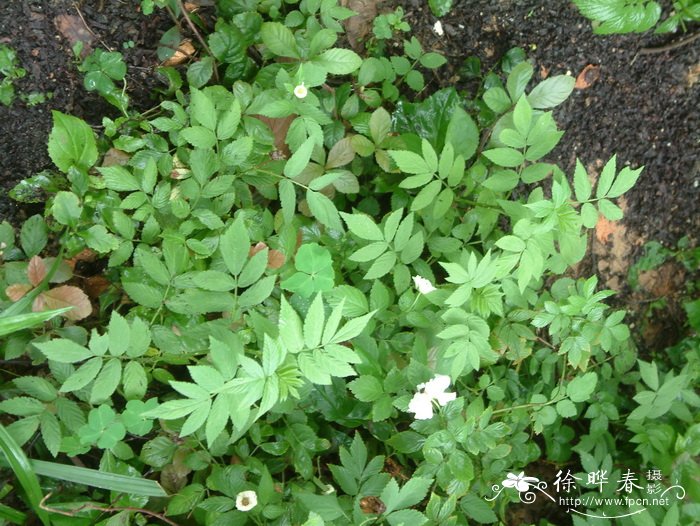 重瓣蔷薇莓Rubus rosaefolius var. coronarius 重瓣蔷薇莓Rubus rosaefolius var. coronarius