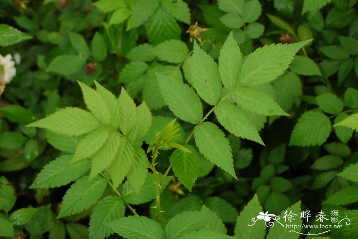 重瓣蔷薇莓Rubus rosaefolius var. coronarius