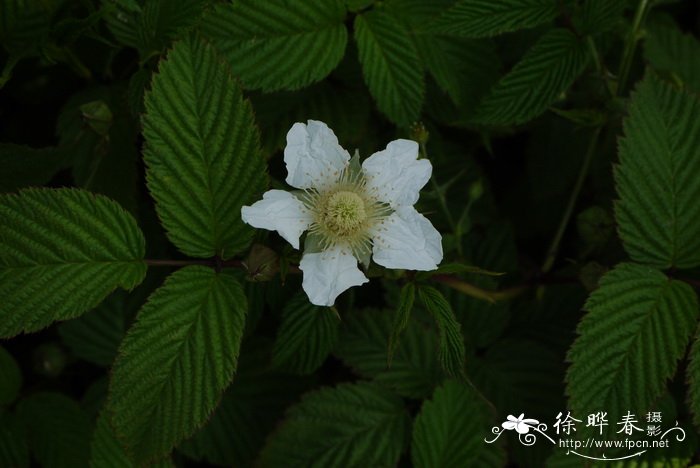 单茎悬钩子Rubus simplex 单茎悬钩子Rubus simplex