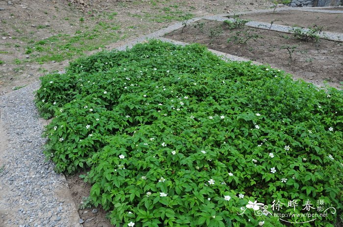 单茎悬钩子Rubus simplex 单茎悬钩子Rubus simplex