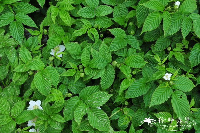 单茎悬钩子Rubus simplex