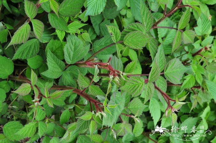 红腺悬钩子Rubus sumatranus