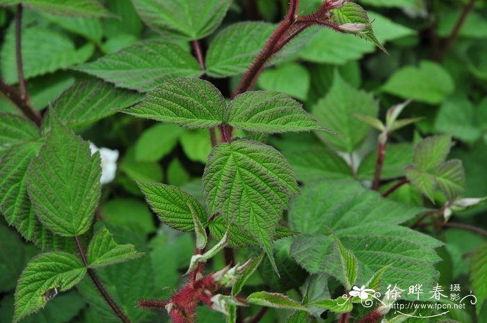 红腺悬钩子Rubus sumatranus