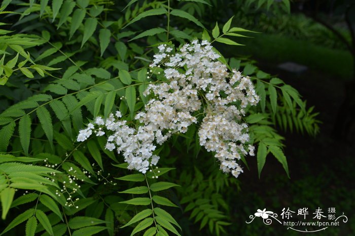 华北珍珠梅Sorbaria kirilowii 华北珍珠梅Sorbaria kirilowii