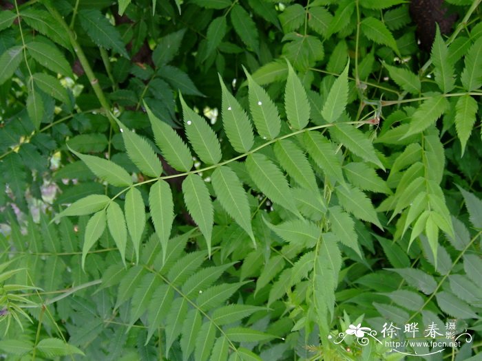 华北珍珠梅Sorbaria kirilowii 华北珍珠梅Sorbaria kirilowii