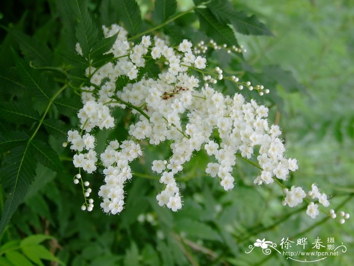 华北珍珠梅Sorbaria kirilowii 华北珍珠梅Sorbaria kirilowii
