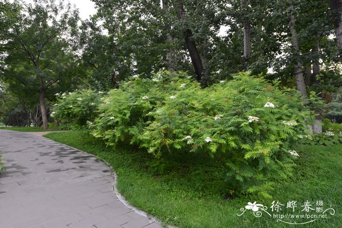 华北珍珠梅Sorbaria kirilowii 华北珍珠梅Sorbaria kirilowii