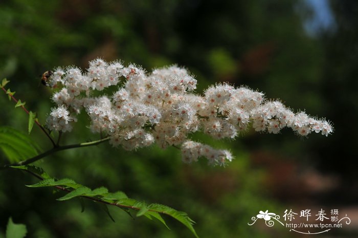 珍珠梅Sorbaria sorbifolia 珍珠梅Sorbaria sorbifolia