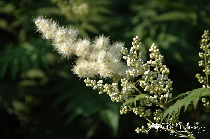 珍珠梅Sorbaria sorbifolia 珍珠梅Sorbaria sorbifolia