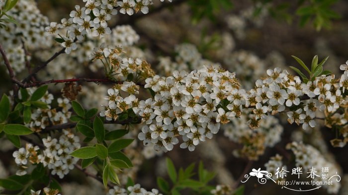 尖绣线菊Spiraea ‘Arguta’ 尖绣线菊Spiraea ‘Arguta’