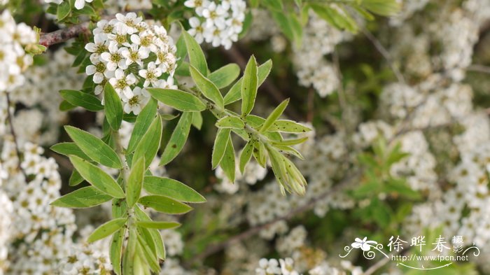 尖绣线菊Spiraea ‘Arguta’