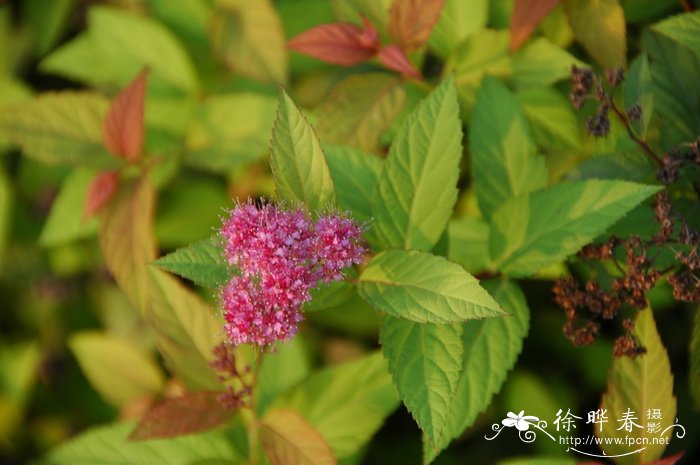 金焰绣线菊Spiraea × bumalda ‘Gold Flame’