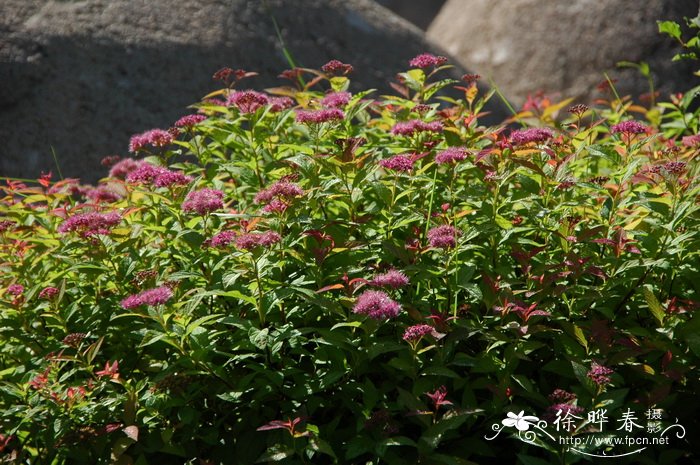 金焰绣线菊Spiraea × bumalda ‘Gold Flame’