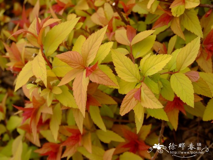 金焰绣线菊Spiraea × bumalda ‘Gold Flame’