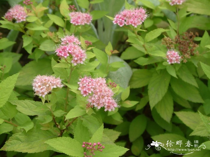 金山绣线菊Spiraea × bumalda ‘Gold Mound’ 金山绣线菊Spiraea × bumalda ‘Gold Mound’