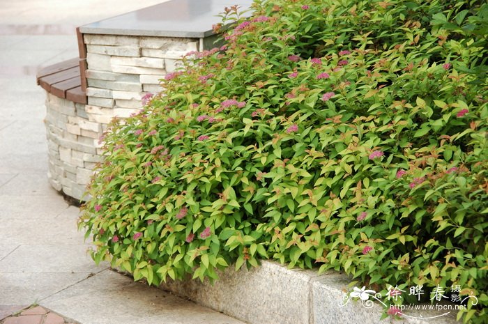 金山绣线菊Spiraea × bumalda ‘Gold Mound’ 金山绣线菊Spiraea × bumalda ‘Gold Mound’
