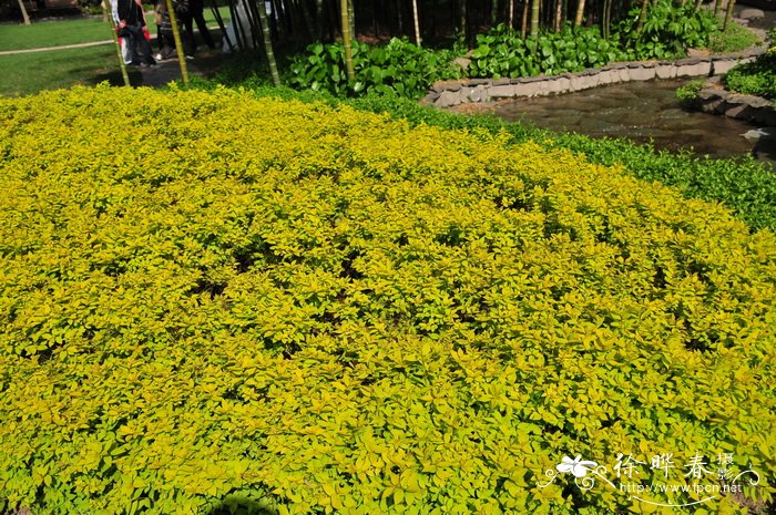 金山绣线菊Spiraea × bumalda ‘Gold Mound’