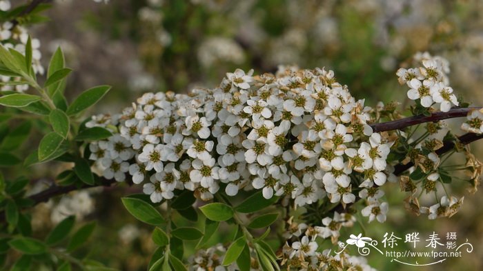 ‘格雷’绣线菊Spiraea × cinerea 'Grefsheim'