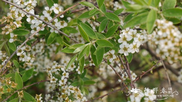 ‘格雷’绣线菊Spiraea × cinerea 'Grefsheim'
