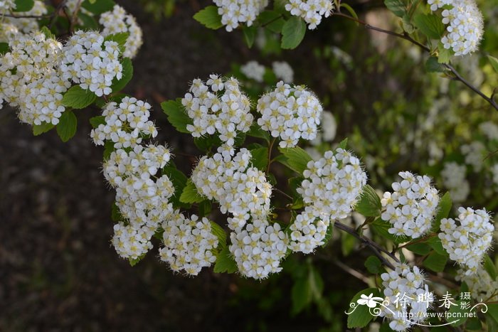 菱叶绣线菊Spiraea × vanhouttei 菱叶绣线菊Spiraea × vanhouttei