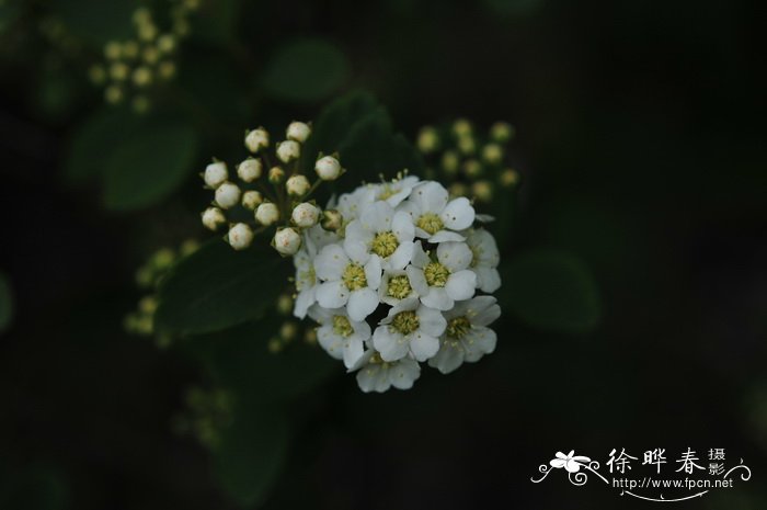 菱叶绣线菊Spiraea × vanhouttei