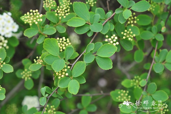 菱叶绣线菊Spiraea × vanhouttei 菱叶绣线菊Spiraea × vanhouttei