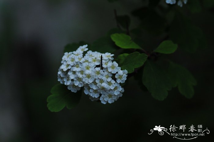 绣球绣线菊Spiraea blumei 绣球绣线菊Spiraea blumei