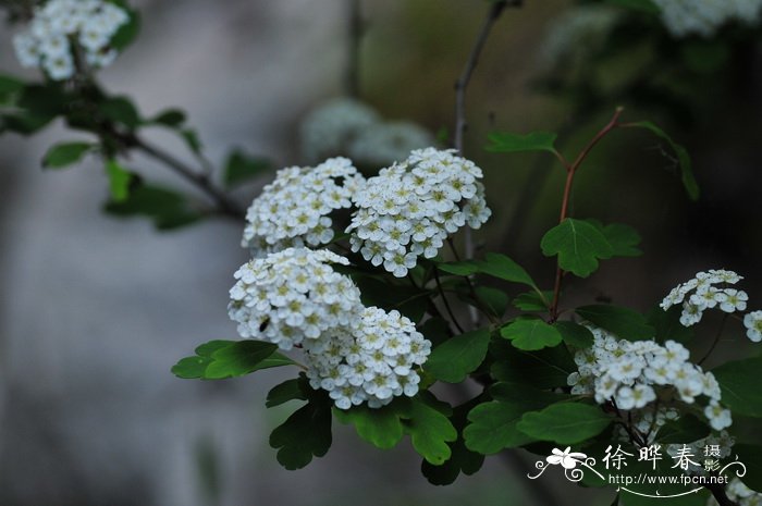 绣球绣线菊Spiraea blumei 绣球绣线菊Spiraea blumei