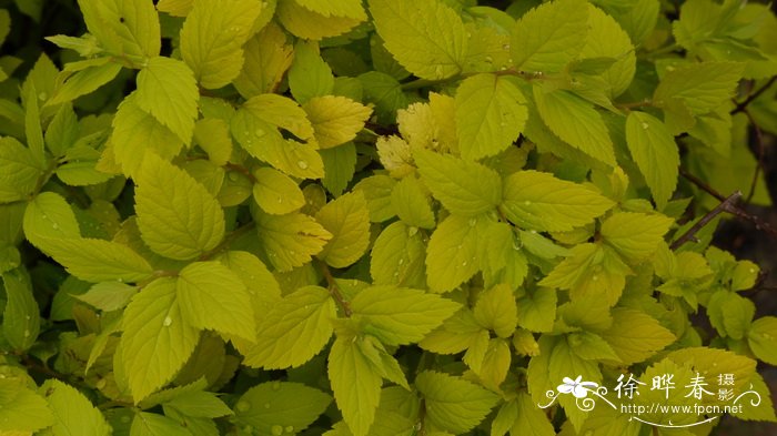 ‘薄暮’粉花绣线菊Spiraea japonica 'Candlelight'