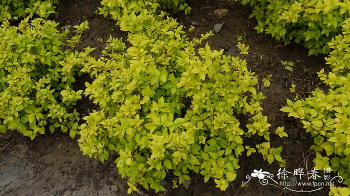 ‘薄暮’粉花绣线菊Spiraea japonica 'Candlelight' ‘薄暮’粉花绣线菊Spiraea japonica 'Candlelight'