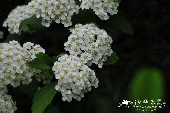 麻叶绣线菊Spiraea cantoniensis 麻叶绣线菊Spiraea cantoniensis