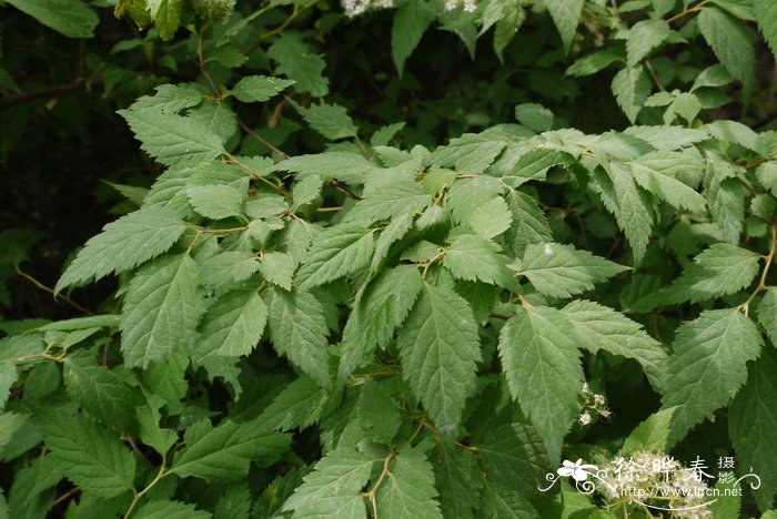 麻叶绣线菊Spiraea cantoniensis