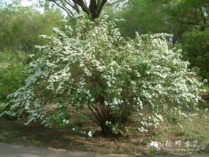 麻叶绣线菊Spiraea cantoniensis