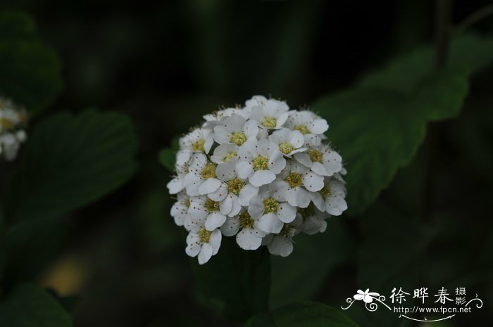 中华绣线菊Spiraea chinensis