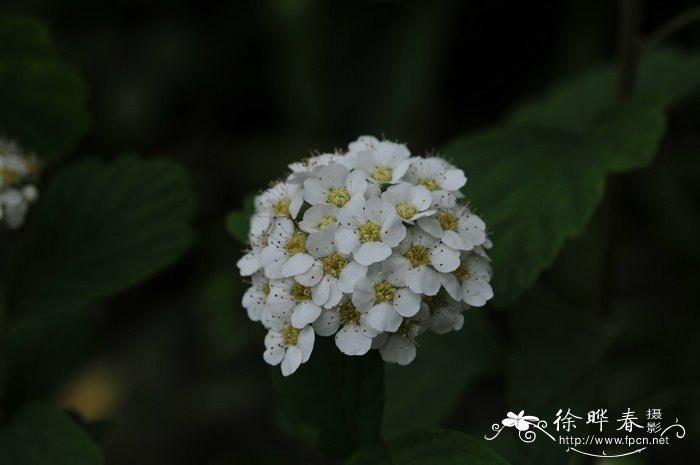 中华绣线菊Spiraea chinensis 中华绣线菊Spiraea chinensis