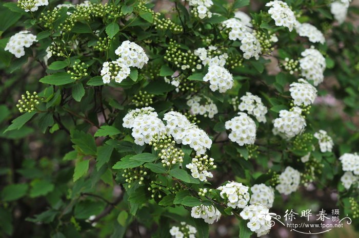 中华绣线菊Spiraea chinensis 中华绣线菊Spiraea chinensis