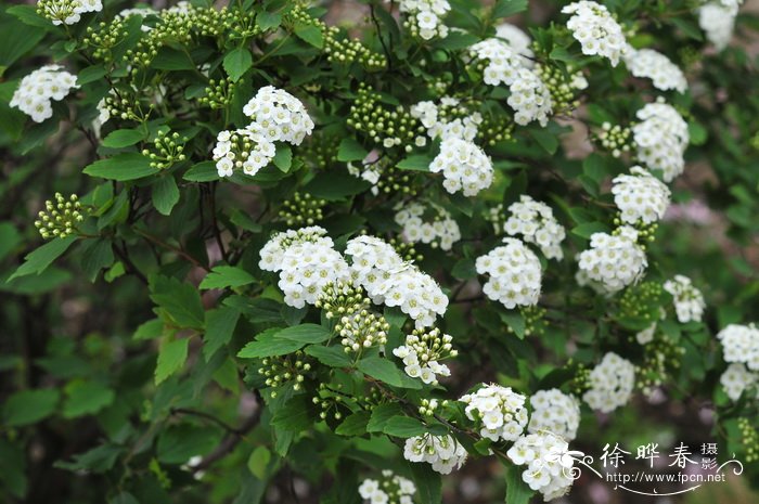 中华绣线菊Spiraea chinensis