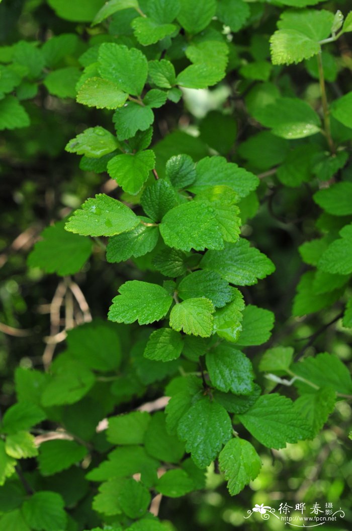 中华绣线菊Spiraea chinensis 中华绣线菊Spiraea chinensis