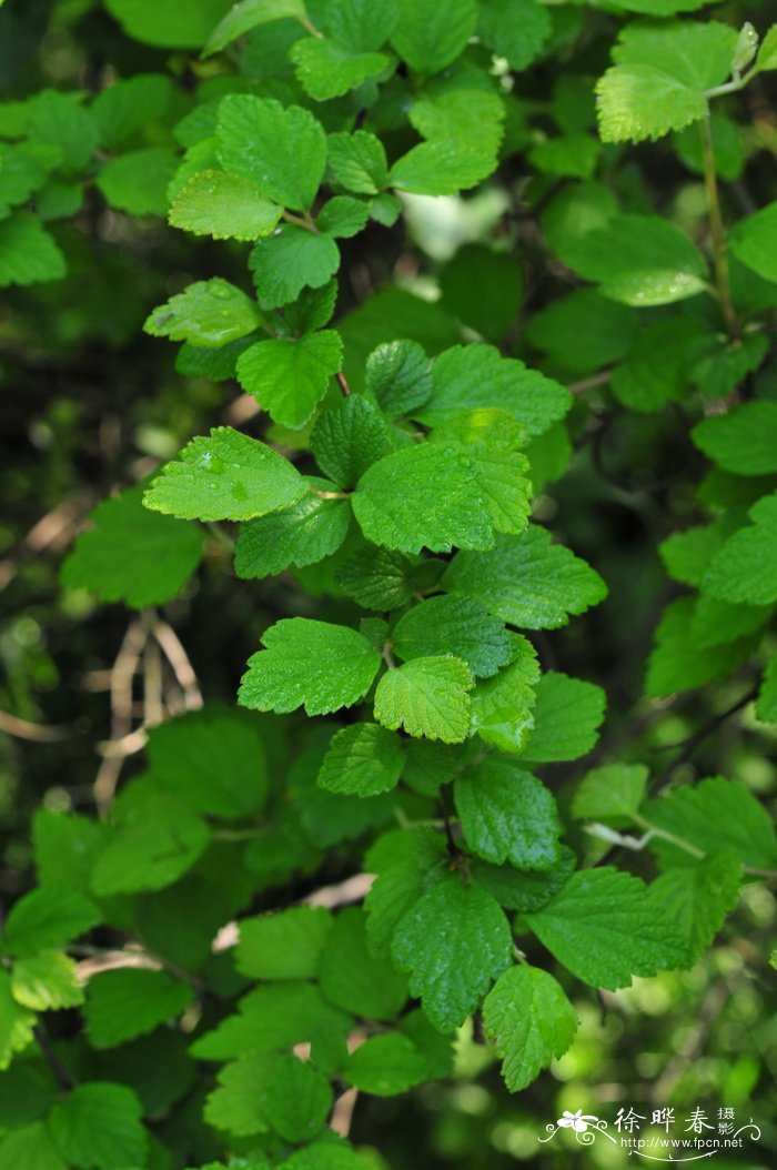 中华绣线菊Spiraea chinensis