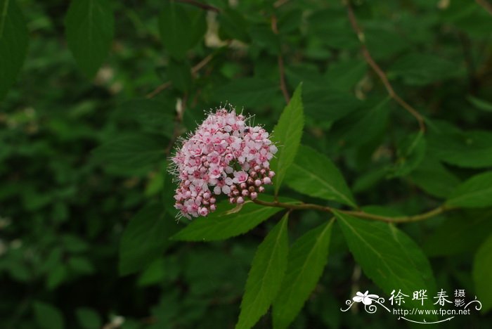 华北绣线菊Spiraea fritschiana 华北绣线菊Spiraea fritschiana