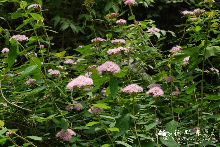 华北绣线菊Spiraea fritschiana