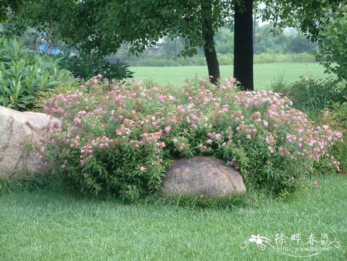 粉花绣线菊Spiraea japonica