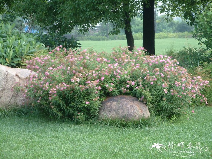 粉花绣线菊Spiraea japonica 粉花绣线菊Spiraea japonica