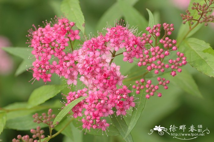 粉花绣线菊Spiraea japonica